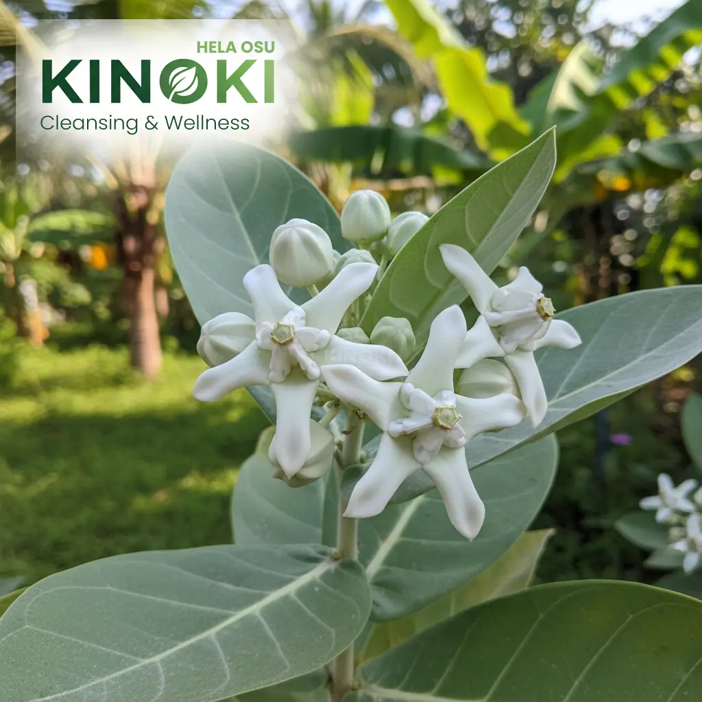 The Healing Power of the Crown Flower: Discovering the Benefits of "Ela Wara"