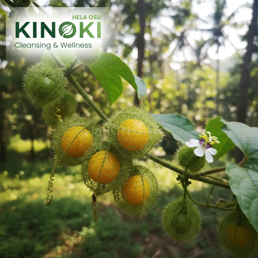 The Hidden Gem of Our Wilds: Discovering the "Dal Batu" (Passiflora foetida)