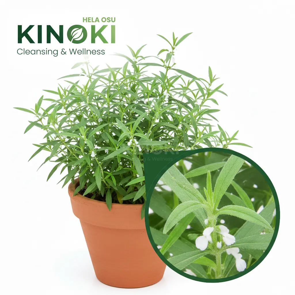 The Natural Healing Power of Gata Thumba (ගැට තුඹ)