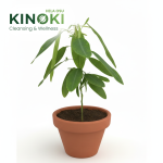 ප්‍රාණජීව ශාකය: සොබාදහමේ විස්මිත ඖෂධීය දායාදය