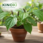 තිප්පිලි: සෙම පරදන අගනා ඔසුවක්